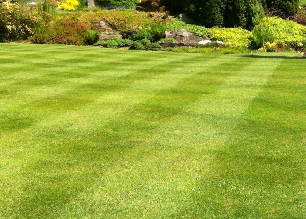 Commercial Grass Cutting in Prescott Valley