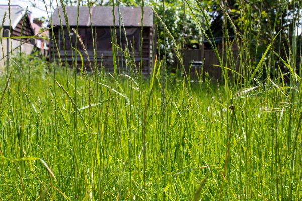 Overgrown Lawn Trimming in Prescott Valley