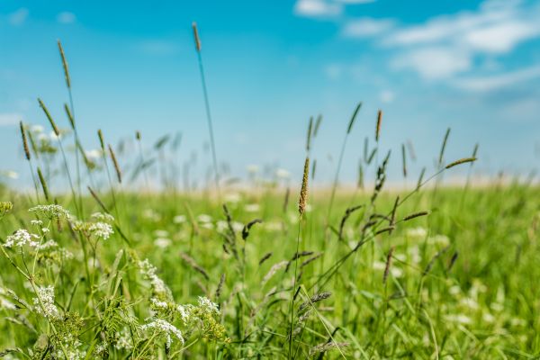 High Grass Trimming in Prescott Valley