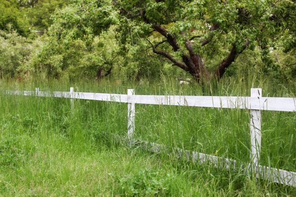 Cost of Fence Line Trimming in Prescott Valley